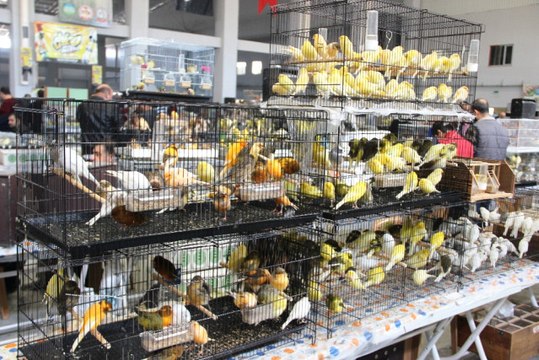 Güneydoğu'nun En Büyük Kafes Kuşları Organizasyonu