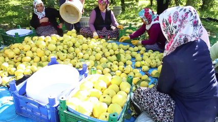 Şahinkaya ayvasında hasat zamanı- KAHRAMANMARAŞ