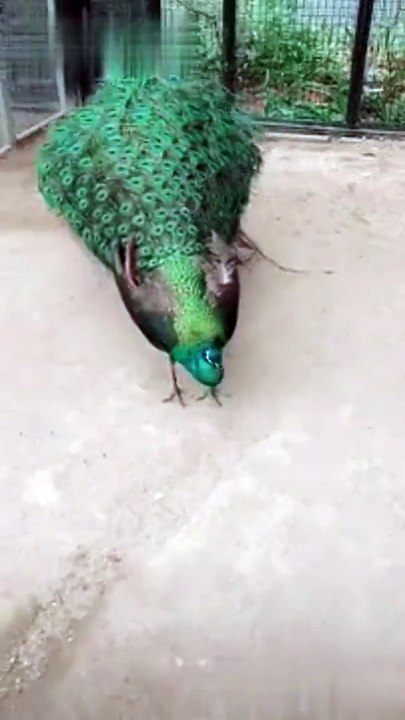 Peacock looking beautiful!