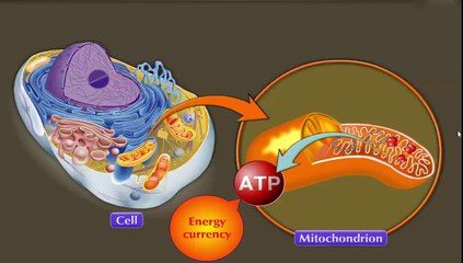 Science II _ Chapter 02 _Part 02