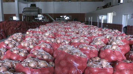 'Spekülatörler kuru soğan fiyatlarını yükseltmeye çalışıyor' - AMASYA