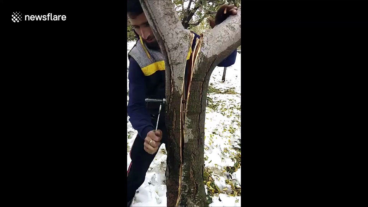 Strangely satisfying: man repairs split apple tree