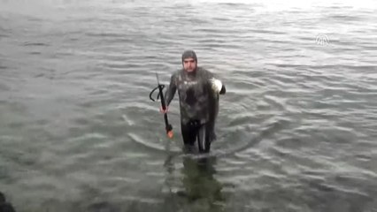 Amatör Balıkçı Zıpkınla 11 Kiloluk Levrek Avladı - Çanakkale