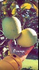 سنابات عبدالقادر الشهراني في المغرب