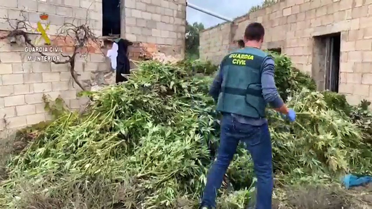 Cae una red criminal que poseía una parcela con 950 plantas de marihuana en Huesca