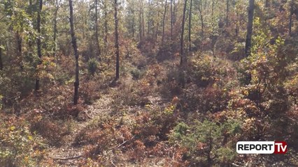 Report Tv - Banorët nuk pyesin për 'zonat e mbrojtura', pyjet e Funarës në Elbasan drejt shfarosjes