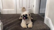 Ce chien est tellement heureux de retrouver son maître