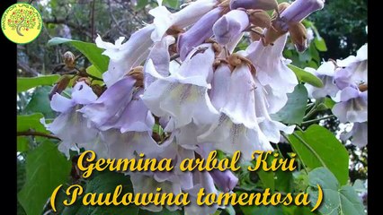 Germina arbo kiri  (Paulowina tomentosa)