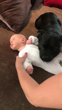Un chien protecteur ne veut pas quitter le bébé