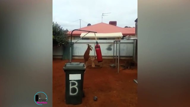Un Kangourou boxe dans un sac de frappe dans le jardin de cet homme