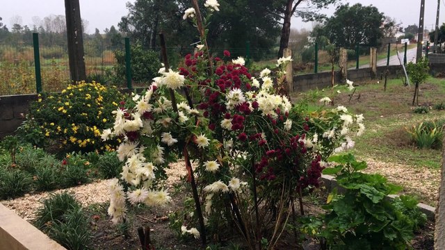 castanha assada no forno! Por que o frio chegou. Lá Vai Maria em Portugal.