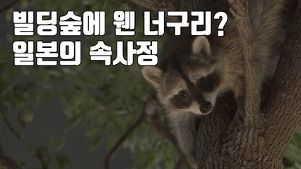 [자막뉴스] '빌딩숲에 웬 너구리?' 일본의 속사정 / YTN