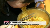 Korean researchers develop allergen-free wheat variety
