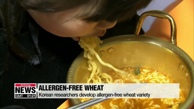 Korean researchers develop allergen-free wheat variety