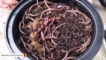 Feces Of Invasive Earthworms Is Impacting US Soil