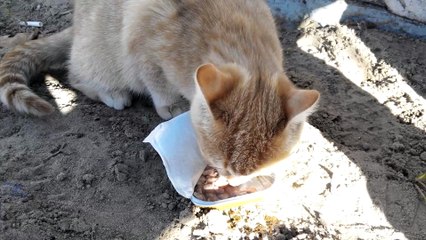 The cat shares treats with the dog [Cat life on the street].