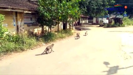 கோவை கலெக்டர் ஆபிஸில் ஒய்யார நடைபோட்டு சென்ற குரங்குக்கூட்டம்-வீடியோ
