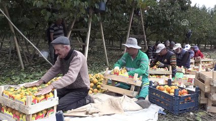 Cennet meyvesi hurmada verim de fiyat da yüz güldürdü - ADIYAMAN