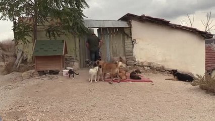 Sahipsiz Hayvanların Koruyucu Meleği