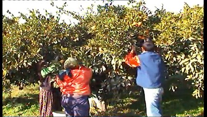 seferihisar rent a car Gaziemir Rent A Car www.izmirmyrentacar.com