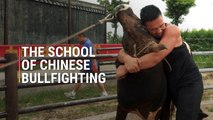 Inside a Bullfighting School in China