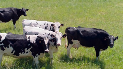 La bande-annonce de "Qu'est-ce qu'on a encore fait au Bon Dieu ?"