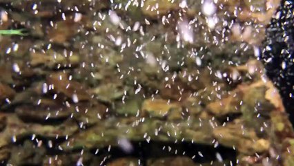 Des milliers de pieuvres se déplacent en banc