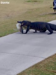 Ces golfeurs croisent un alligator avec un poisson énorme dans la gueule... Welcome in Florida