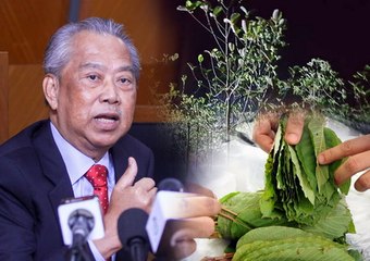 Muhyiddin: Ban ketum planting now