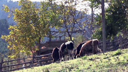 Karasabanla hasadını yaptıkları ürünlerle kışa hazırlanıyorlar - GÜMÜŞHANE
