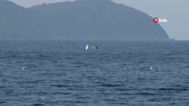 Dikili'de Mültecileri Taşıyan Tekne Battı, Kayıp Göçmenler Aranıyor