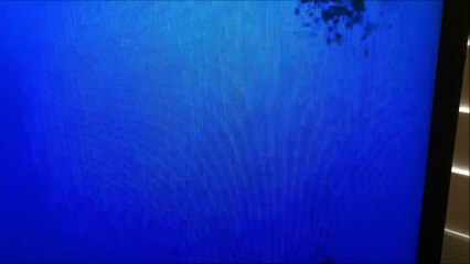 Une colonie de fourmis à l'intérieur de son écran de télévision