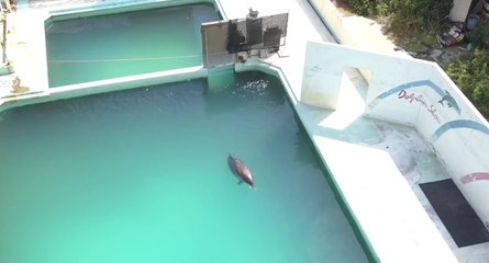 Un dauphin laissé à l'abandon dans un parc zoologique après la fermeture