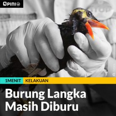#1MENIT | Burung Langka Masih Diburu