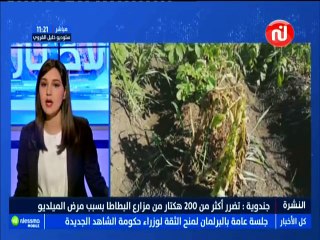 جندوبة : تضرر أكثر من 200 هكتار من مزارع البطاطا بسبب مرض الميلديو