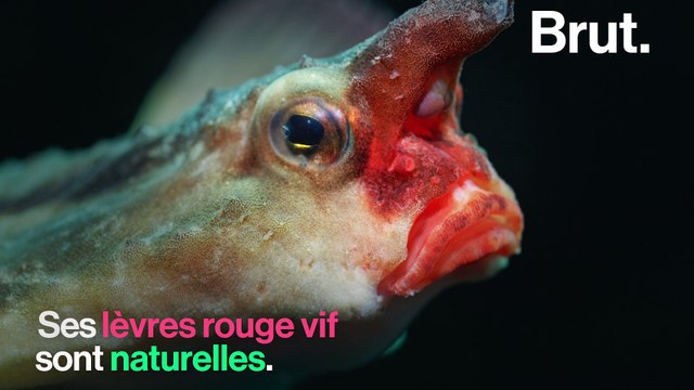 Le poisson chauve-souris à lèvres rouges