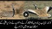 Rare birds' hunting continues in Balochistan