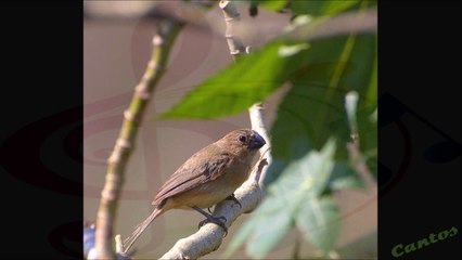 Canto del Semillero Ventriblanco Hembra