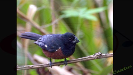 Canto del Semillero Sabanero