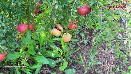 الخسائر التي أصابت فاكهة الرمان بأولاد عبد ألله إقليم الفقيه بنصالح