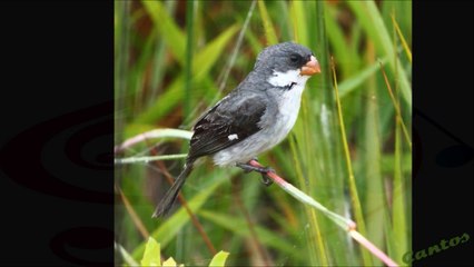 Canto del Semillero Ventriblanco Macho