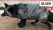 Extremely Rare SILVER FOX is Being Looked After by the RSCPA | SWNS TV