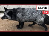 Extremely Rare SILVER FOX is Being Looked After by the RSCPA | SWNS TV