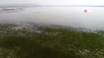 Akşehir Gölü Kurumaktan Kurtulacak...akşehir Gölü Havadan Görüntülendi
