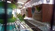 Budgies Feeding Chicks