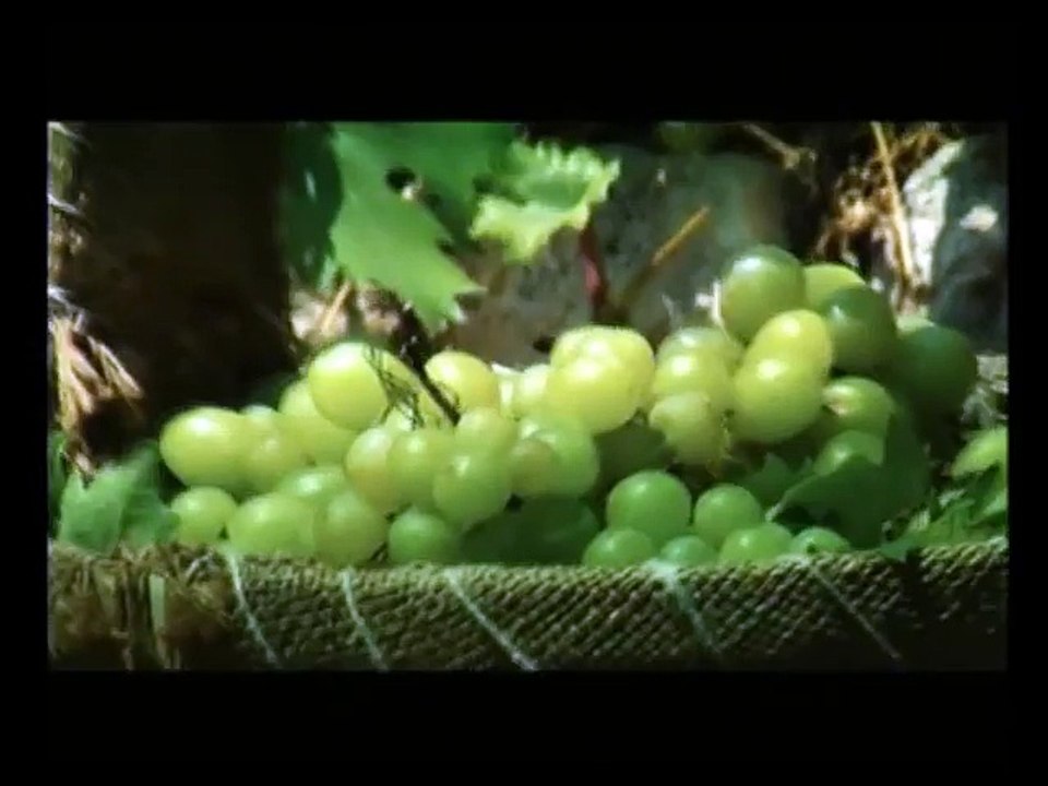 THE HARVEST & PRESSING OF OLIVES