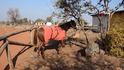 Kamçıyla Vurulan Atın Sahibi, Ata Vuran Çalışanını İşten Çıkardı