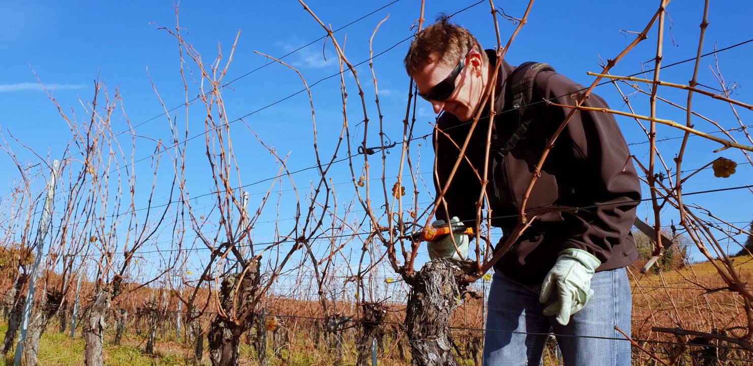 Taille d'hiver dans les vignes à Westhalten