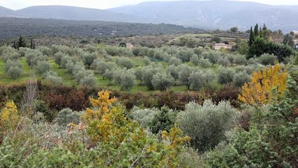 Ils veulent booster la production d’olives d’Ardèche