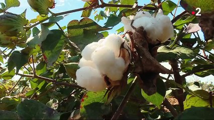 Agriculture : à la découverte du coton du Gers